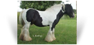 The Old Horse of Wales